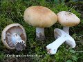 Cortinarius ochropallidus-amf665